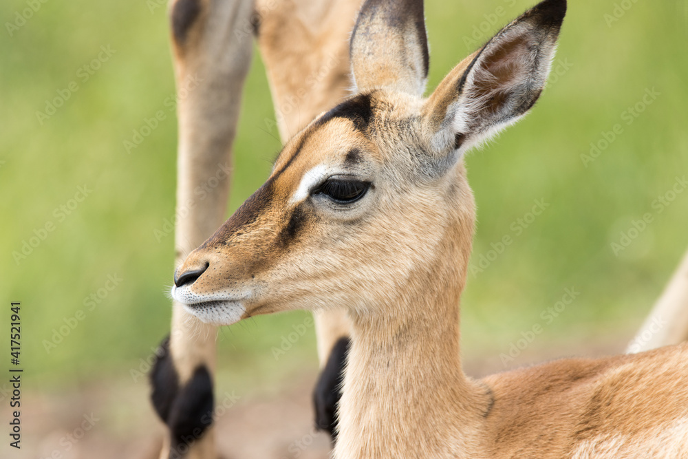 Kruger National Park: Impala lamb Kruger National Park: Impala lamb