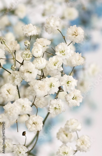 White gypsophila flowers or baby's breath flowers close up on blue  backgroun...