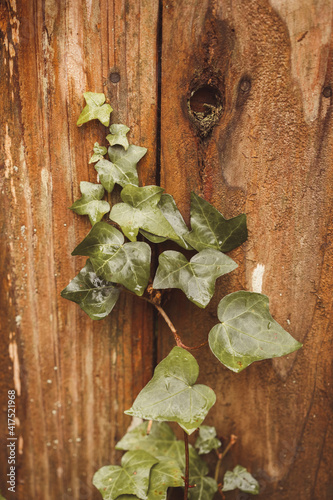 ivy growing through a fence 