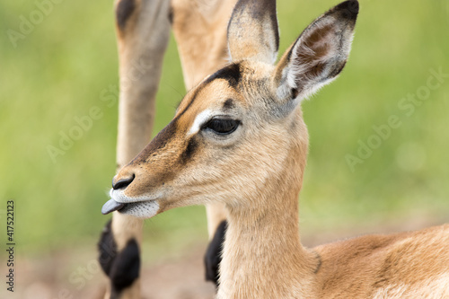Kruger National Park: impala lamb sticks its tongue out © Peter