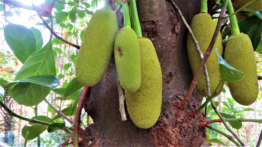 jackfruit tree in small jackfruit jackfruit tree in small jackfruit