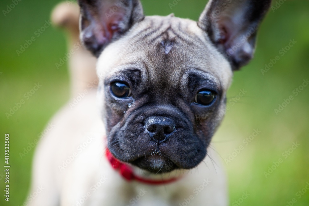 close up of french bulldog puppy