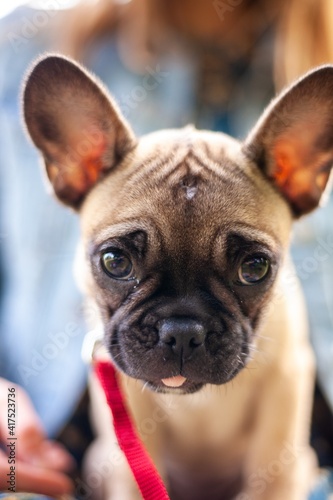 close up of french bulldog puppy © Jesse
