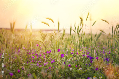 Photos summer in the countryside in the calm hour when the wind and the cicadas sing to