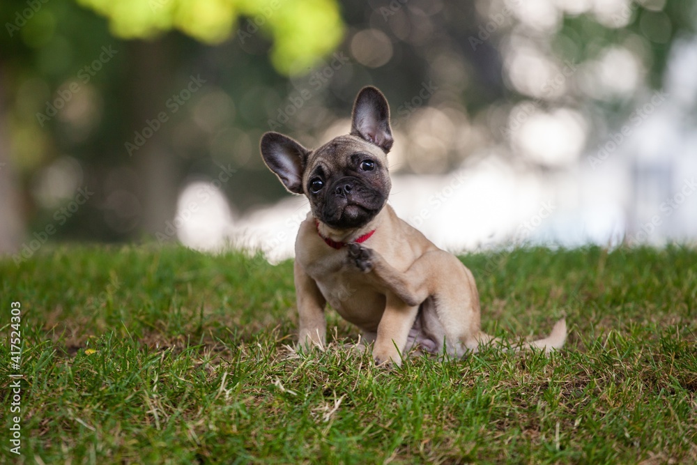 french bulldog puppy scratching its ears in grass