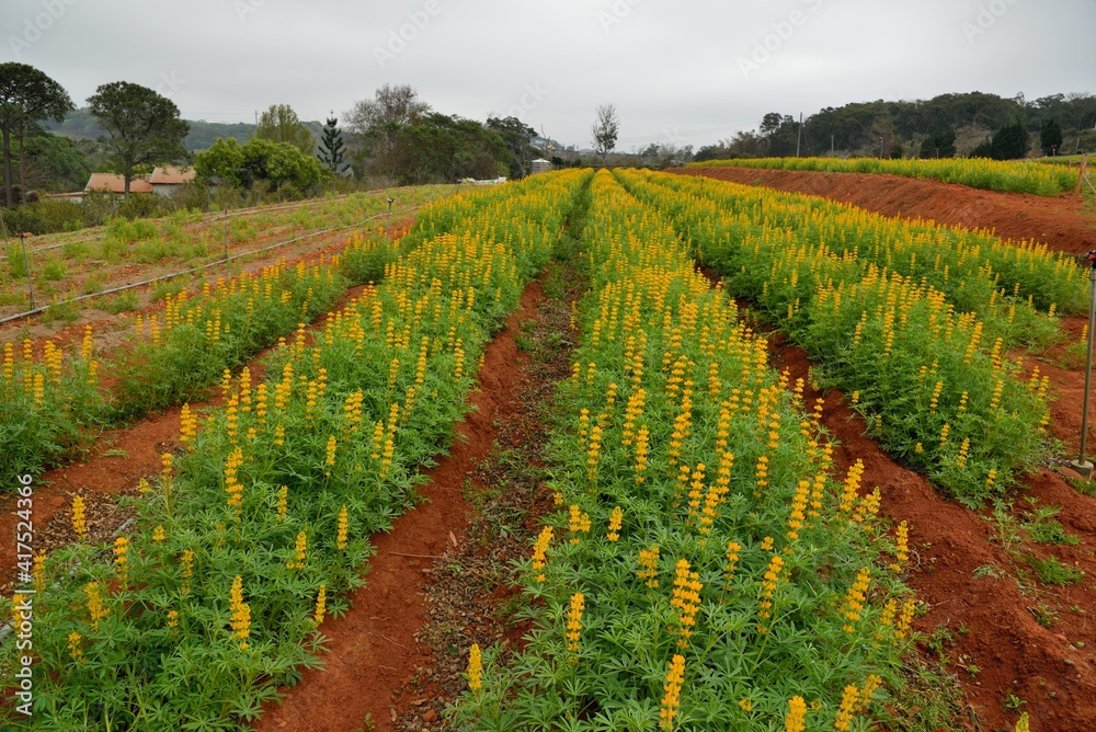 Fototapeta premium The Dull-Ice Flower(Lupinus micranthus Guss.) in Miaoli County, Taiwan.