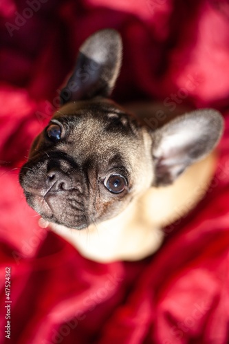 Fototapeta Naklejka Na Ścianę i Meble -  french bulldog puppy sitting on red blanket