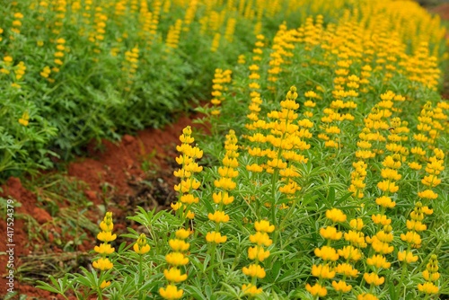 The Dull-Ice Flower(Lupinus micranthus Guss.) in Miaoli County, Taiwan. photo