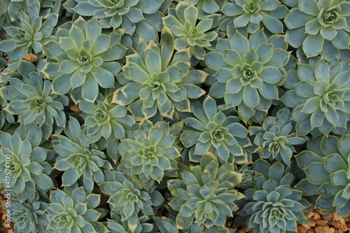top view of the collection of Rosette Shaped Echeveria succulent