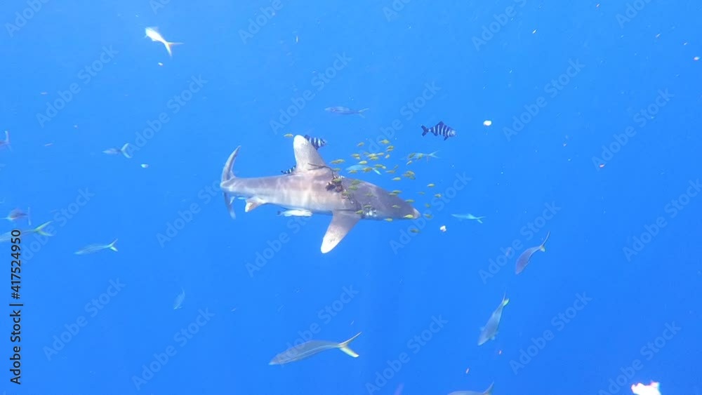 Shark wounded by plastic fishing net swims in search of tuna fish against blue background of