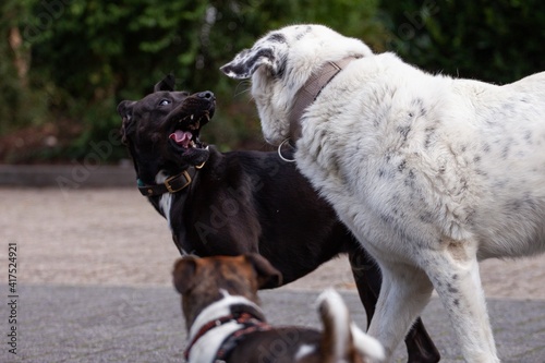 dogs playing and making faces