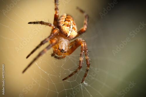 Brown garden spider on web with blurred background