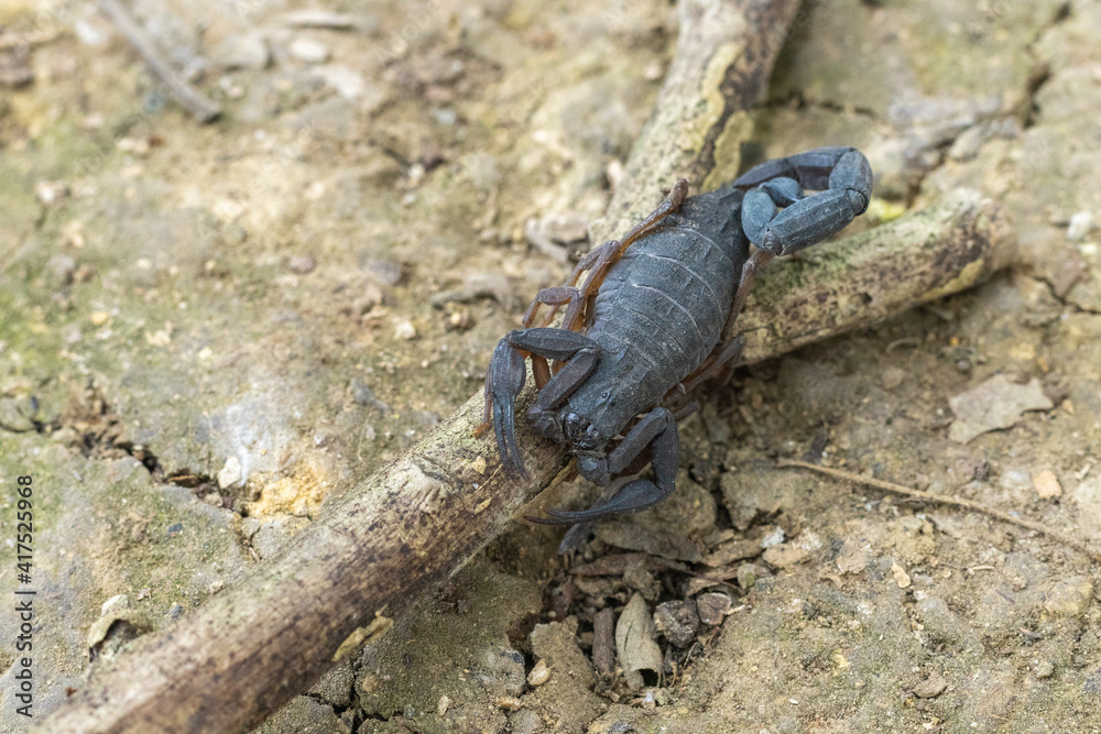 Primer plano de un escorpión en una rama en tierra seca Primer plano de un escorpión en una rama en tierra seca