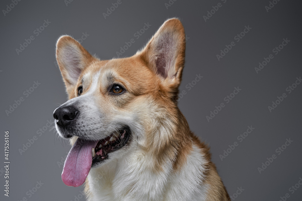 Cute and lovely member of family welsh dog looking and waiting for reward on bright background.