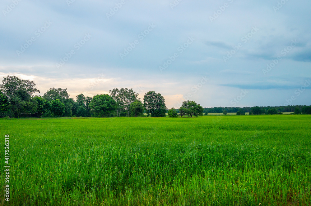 Beautiful Belarusian summer landscape with green grass, lush trees in the distance and sunset cloudy sky after rain. Rural area in Eastern Europe. Field and forest Beautiful Belarusian summer landscape with green grass, lush trees in the distance and sunset cloudy sky after rain. Rural area in Eastern Europe. Field and forest