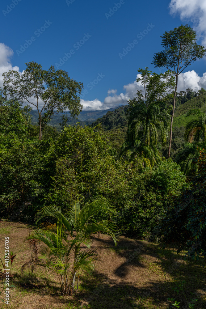 beautiful rainforest in costa rica south america.