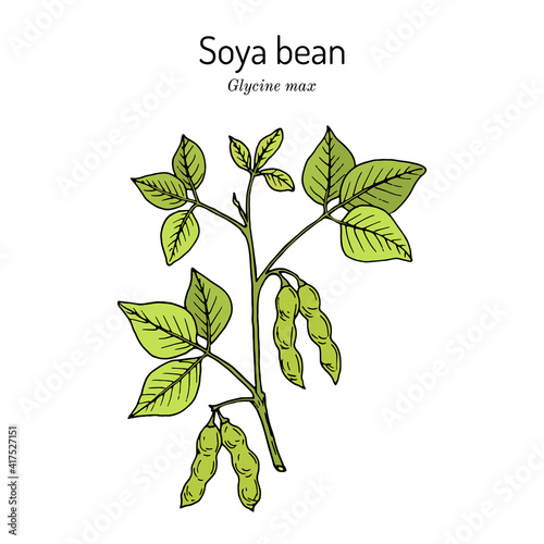 Soybean, or soya bean Glycine max .