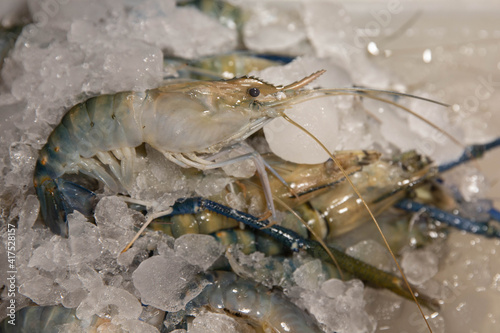 Fresh prawns are placed on an ice tray in a fresh market.