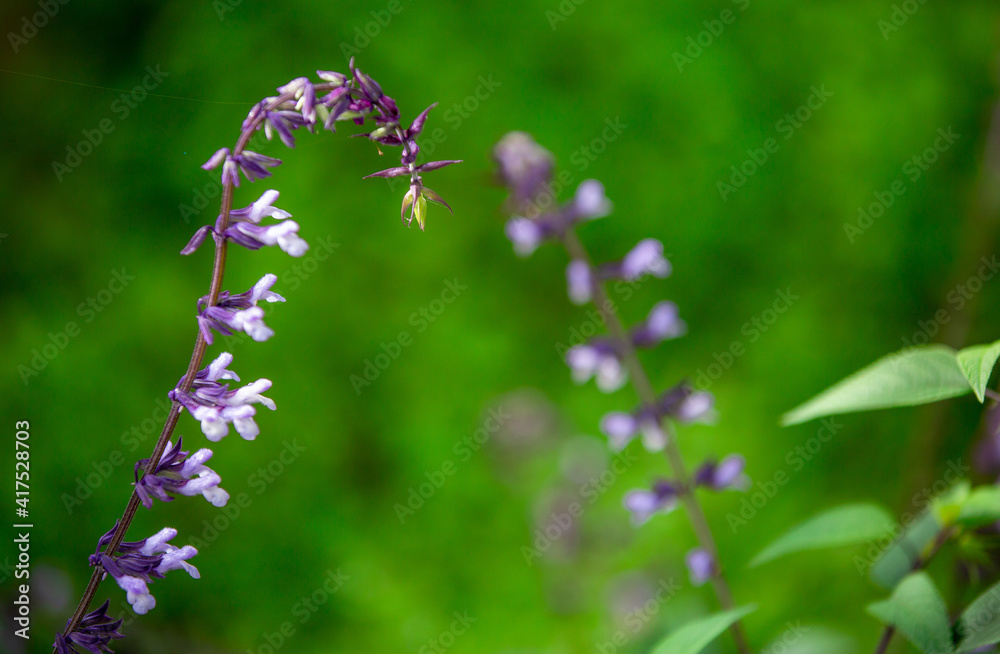 Closeup of purple and white Mexican sages flowers blooming in Spring against green soft focused background. Closeup of purple and white Mexican sages flowers blooming in Spring against green soft focused background.