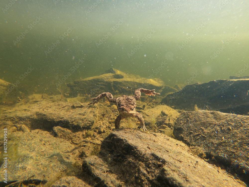 Common toad or European-toad, Bufo bufo in natural environment, floating on spring pond, showing his orange eyes - Czech Republic, Europe wildlife