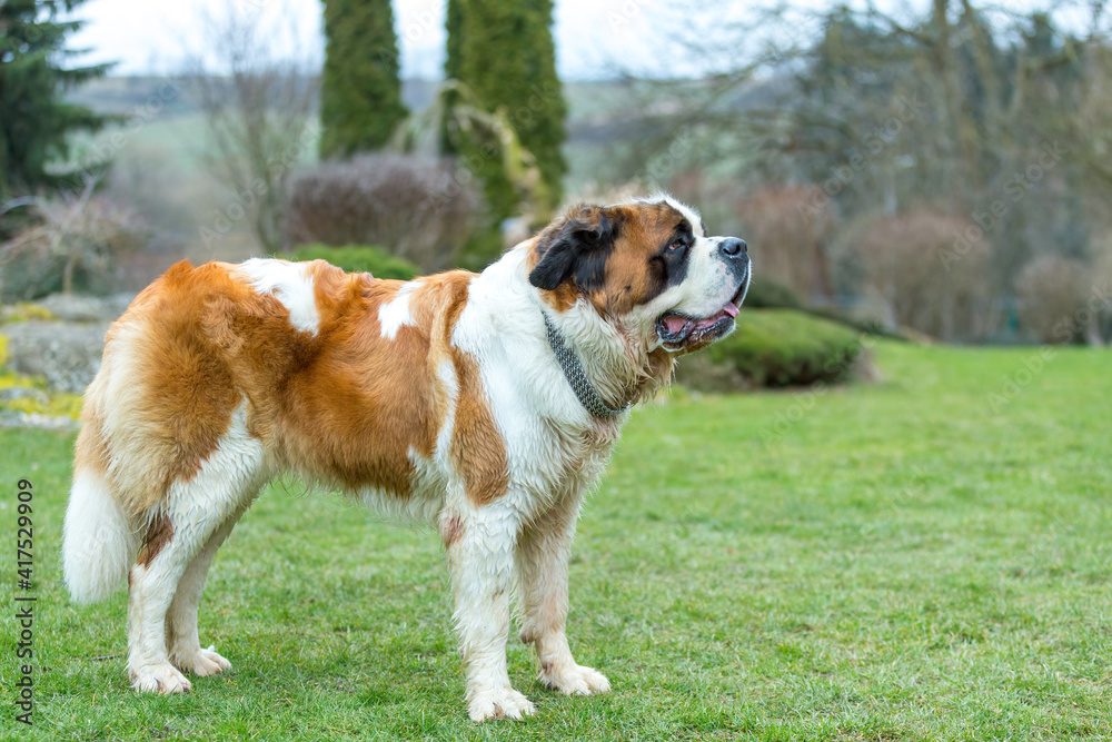 Working breed of dog St. Bernard female in the early spring