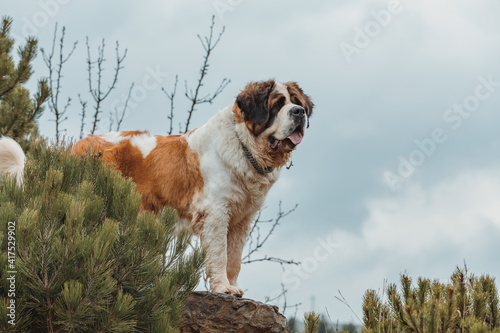 Wallpaper Mural Working breed of dog, St. Bernard female in the early spring garden, best friend , and guard with sad eyes look Torontodigital.ca