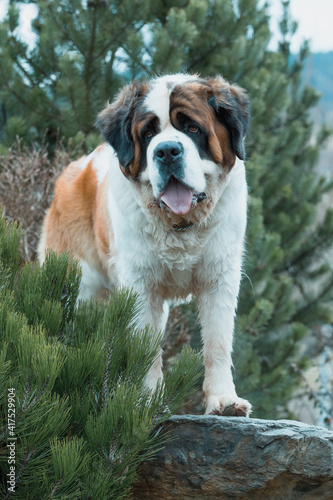 Working breed of dog  St. Bernard female in the early spring garden  best friend   and guard with sad eyes look