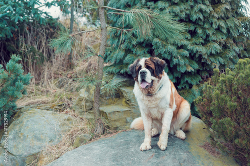 Fototapeta Naklejka Na Ścianę i Meble -  Working breed of dog, St. Bernard female in the early spring garden, best friend , and guard with sad eyes look