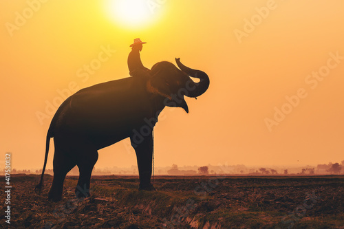 Silhouette of Asian safari elephant and mahout in Thailand at the sunrise in the morning  Elephant trunk  nose  raise up at the field of elephant village.