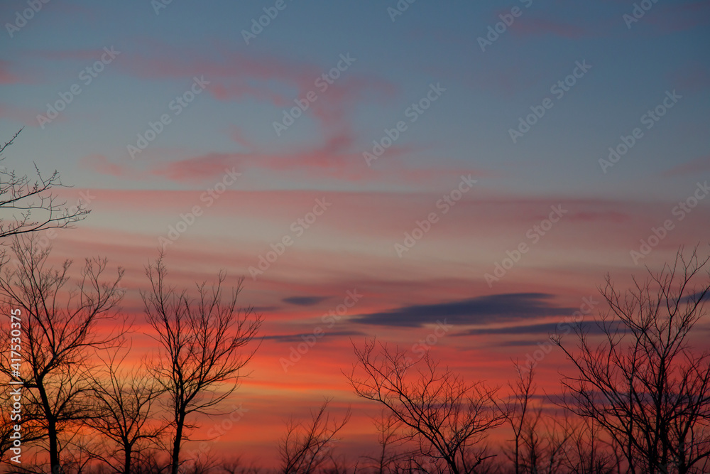 Silhouettes of bare trees against a red sunset. The concept of nature