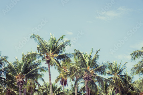 Big tall coconut trees on the beach by the sea