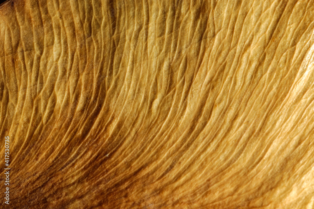 Naklejka premium Dried leaf up close