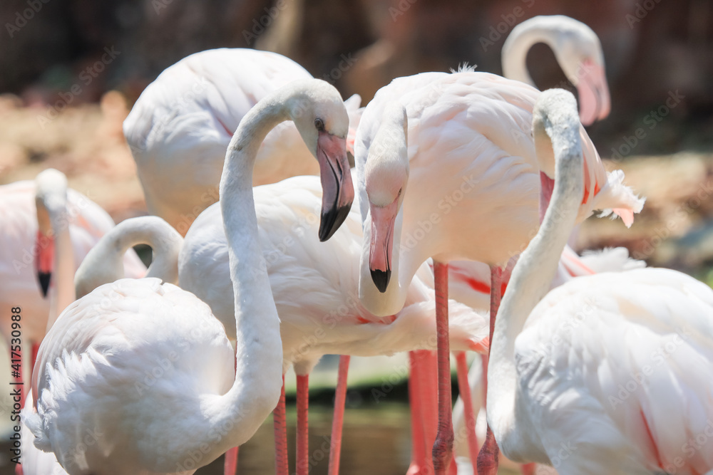 Naklejka premium Beautiful white and pink flamingos are enjoying their flocks.