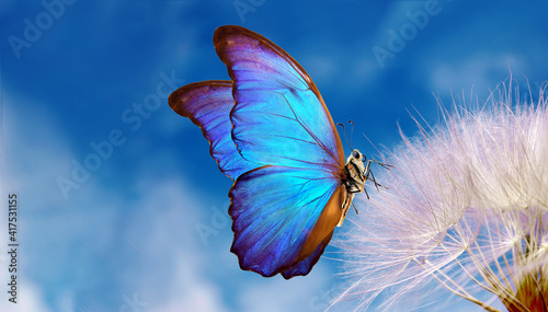 Natural pastel background. Morpho butterfly and dandelion. Seeds of a dandelion flower on a background of blue sky with clouds. Copy spaces photo