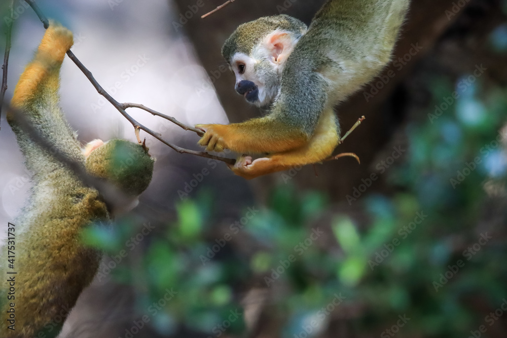 Obraz premium Beautiful cute animal. Look at Squirrel monkey in ecuadorian jungle in amazon