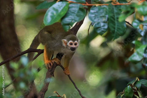 Beautiful cute animal. Look at Squirrel monkey in ecuadorian jungle in amazon