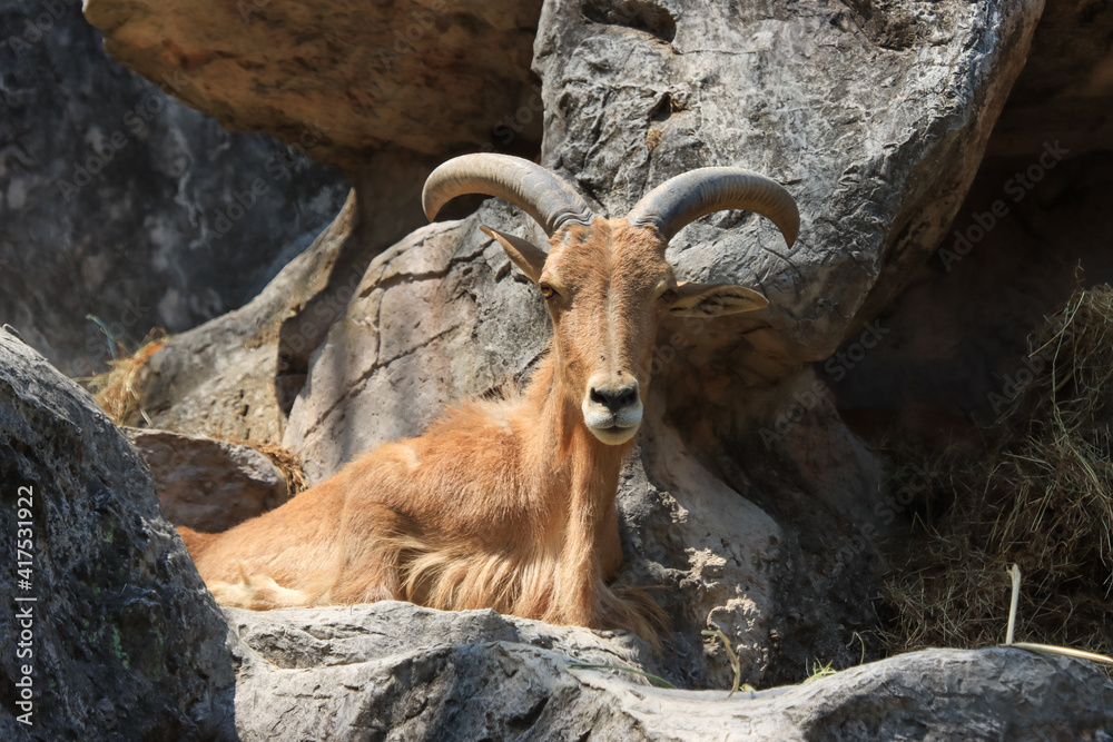 The long horned goat was staring.