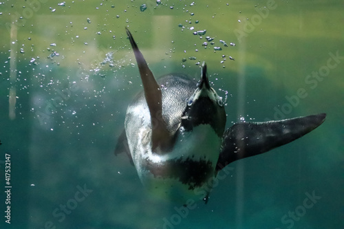 Penguins swim under water and sunbathe