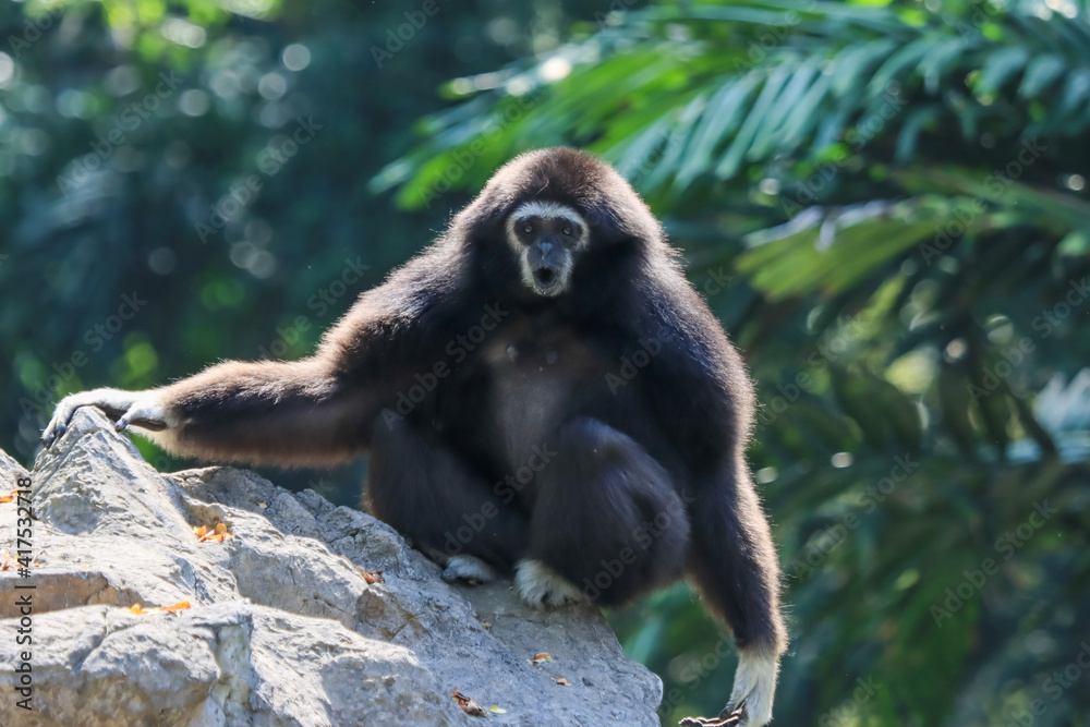 Obraz premium Lar gibbon white handed gibbon ape monkey portrait close up