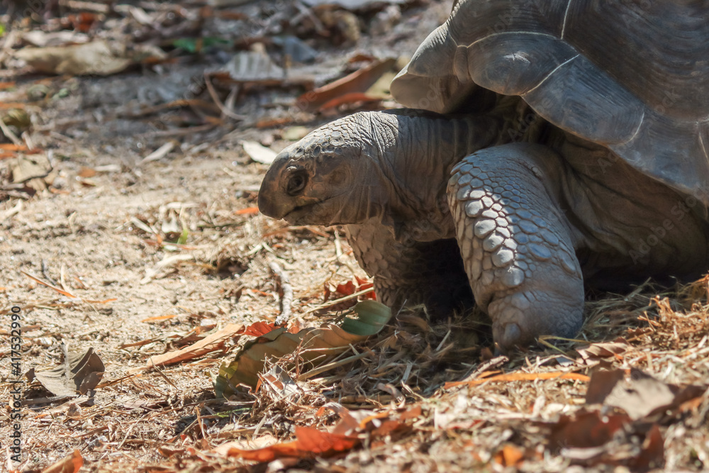Obraz premium A big turtle in summer is eating leaves.