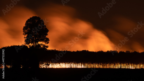 Manmade wildfires and thick smoke on sugarcane plantation during harvesting season  with rubber tree plantation in foreground