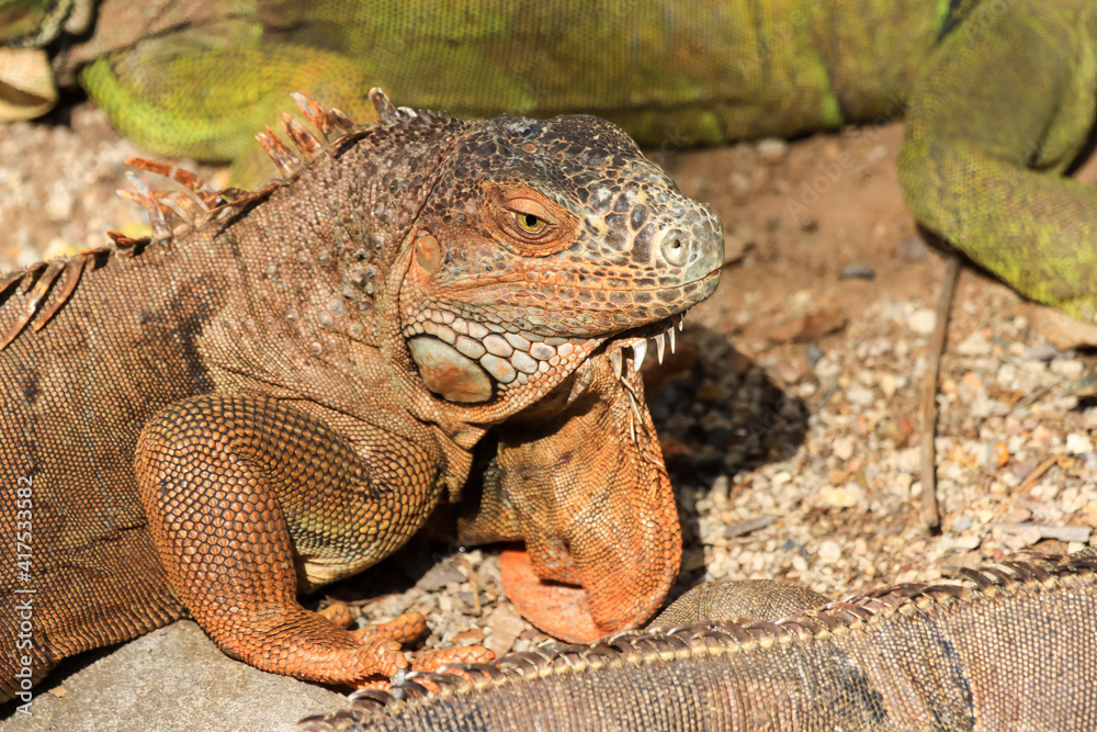 Close up of a large green iguana (Latin name Iguana iguana) defending its territory in the south Florida keys (Key West). Iguanas are not native to Florida and are considered an invasive species. Close up of a large green iguana (Latin name Iguana iguana) defending its territory in the south Florida keys (Key West). Iguanas are not native to Florida and are considered an invasive species.