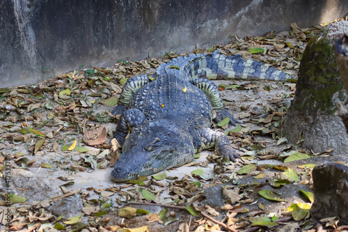 The crocodile emerged from the water with horrible eyes and had beautiful skin markings on its body.