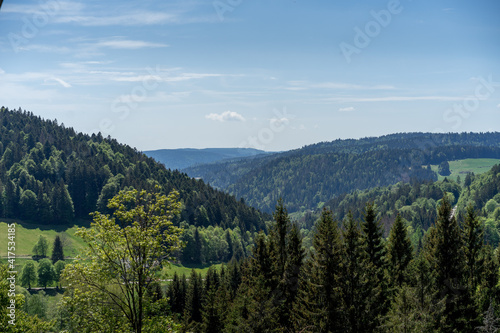 forest in the mountains © Urip