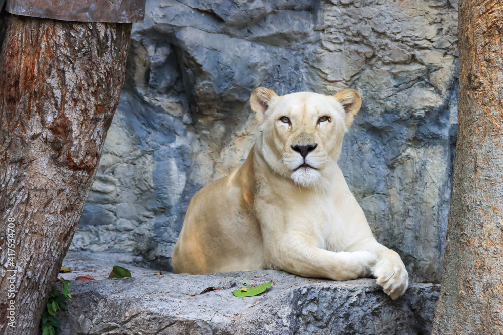 Obraz premium Formidable, female, white lion close-up