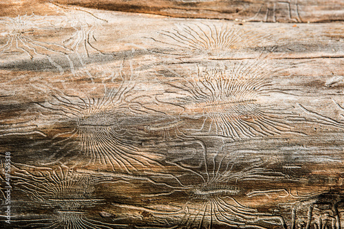 Natural wood texture with lines drawn by a bark beetle in the shape of spiders. Background, bark beetle, tree trunk photo