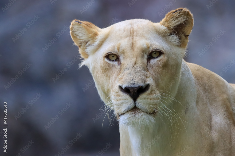 Obraz premium Formidable, female, white lion close-up