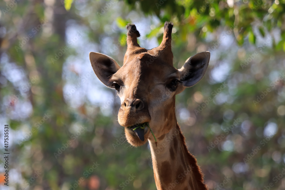 Fototapeta premium A giraffe near the head that is eating food.