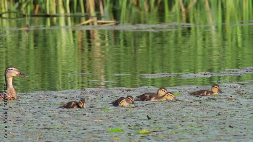 Mallard family swimming in the marsh in Kopacki rit wetland, Croatia Mallard family swimming in the marsh in Kopacki rit wetland, Croatia