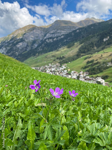 Violette Blumen oberhalb von Vals in Graubünden